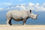 Австралия предложила метод спасения белых носорогов от браконьеров —  Российская газета